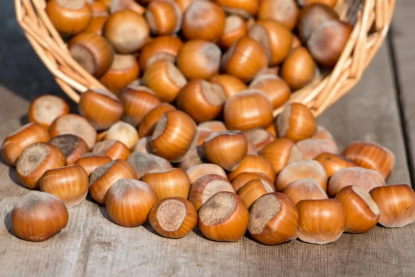 Azərbaycan bu il fındıq ixracını 10% artıracaq