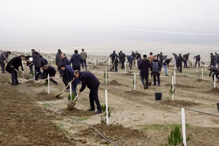 Dövlət Komitəsinin “Yaşıl gələcək naminə” aksiyasına yekun vurulub