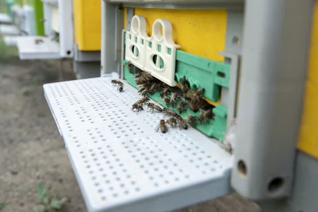 Завершается переселение овцеводческих и пчеловодческих хозяйств в Карабах