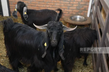 130 kq çəki, günə 6 litrə qədər süd - Laçındakı müasir keçi fermasından - REPORTAJ