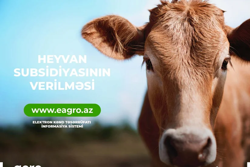 Azərbaycanlı fermerlər heyvandarlıq sahəsində subsidiyaları onlayn rejimdə alacaq