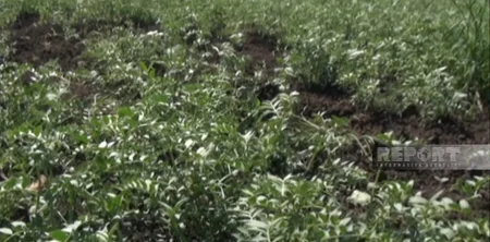 Cəlilabadda rekord həddə paxlalı bitki əkilib, amma suvarmada problemlər yaranıb