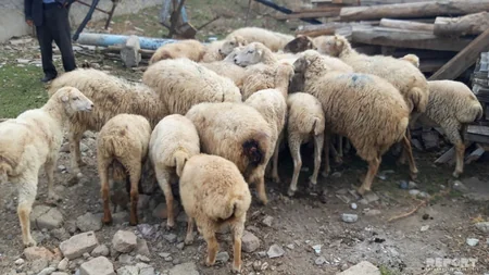 Bərdədə canavarlar 17 qoyunu parçalayıb - FOTO