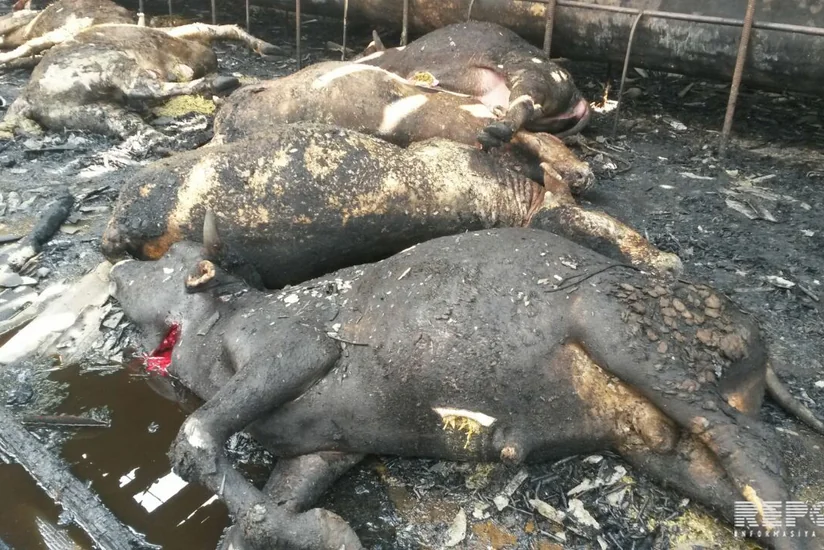 ​В Агджабеди загорелось стойло, погибло 20 голов крупного рогатого скота - ФОТО