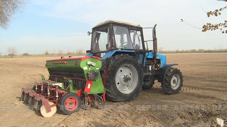 Bərdədə ilk dəfə yeni buğda sortları əkilib