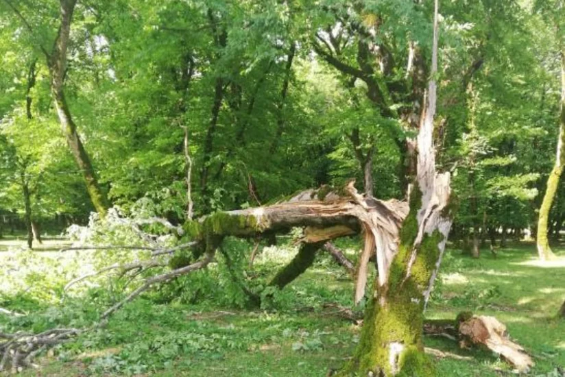 ETSN rəsmisi: Güclü külək İsmayıllıda meşə ağaclarına ziyan vurub