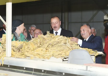 President Ilham Aliyev views tobacco processing plant in Zagatala