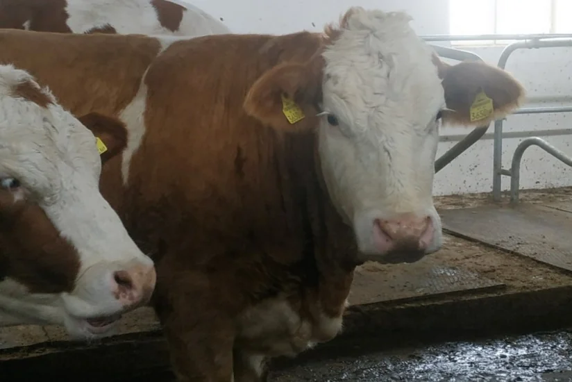 Azerbaijan increases livestock imports from Georgia