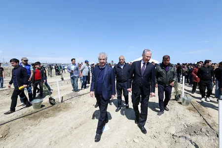 YAP Bakıda ağacəkmə aksiyası keçirib
