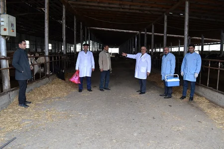 Masallıda heyvanlar arasında profilaktik peyvəndləmə tədbirləri aparılır