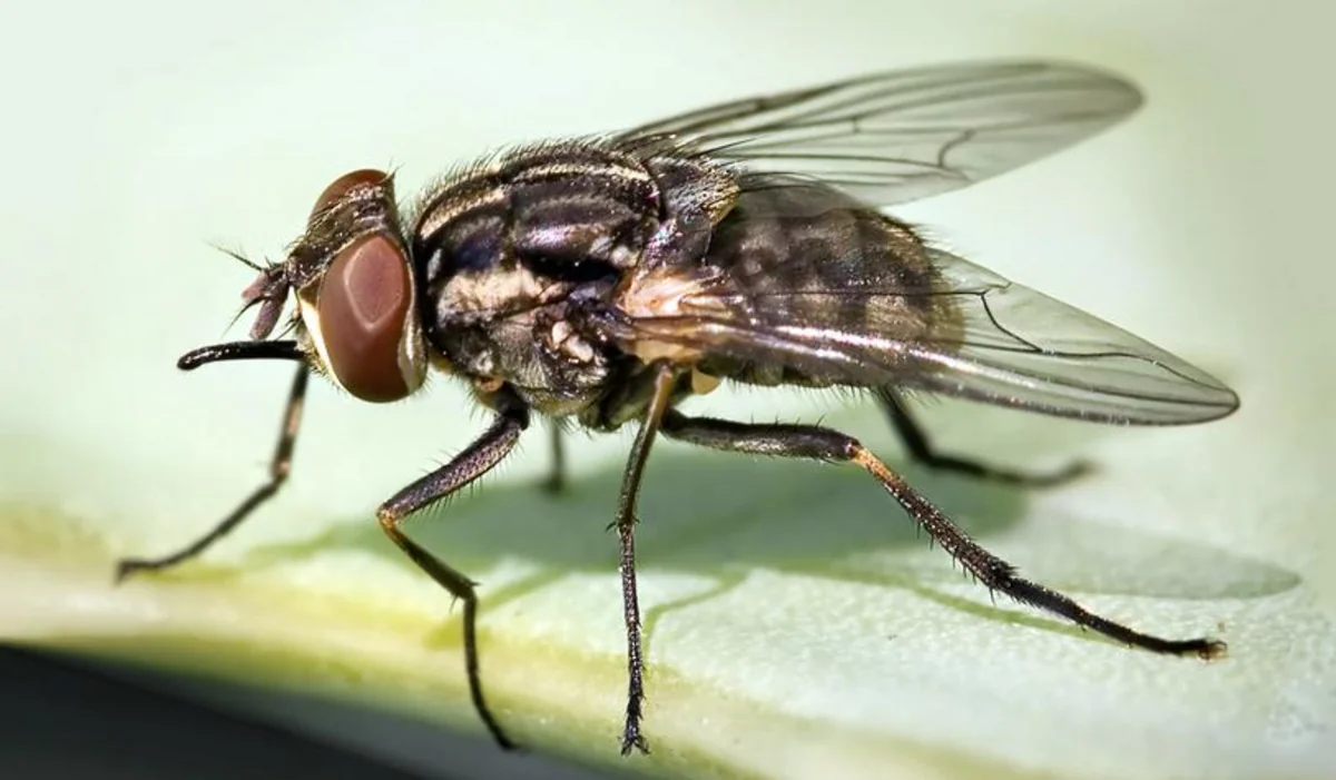 US confirms nation's first travel-associated human screwworm case connected to Central American outbreak