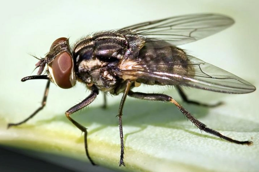 US confirms nation's first travel-associated human screwworm case connected to Central American outbreak