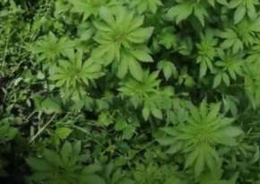 Hemp bushes abandoned by Armenians found in Kalbajar district