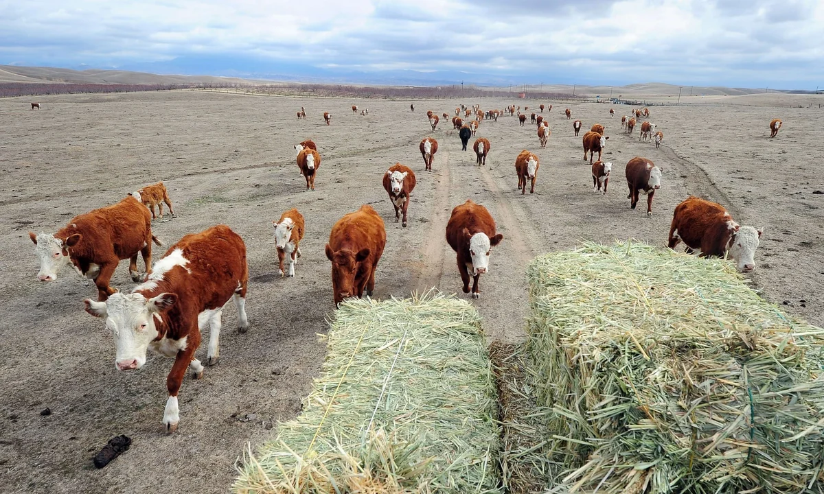 DİN: Qazaxda mal-qaranın tapılması istiqamətində zəruri tədbirlər görülür
