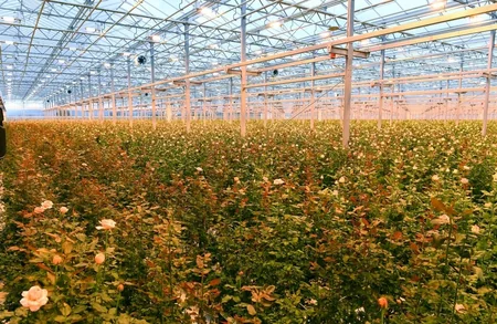 Prezident Qəbələdə gülçülük istixanası ilə tanış olub - YENİLƏNİB