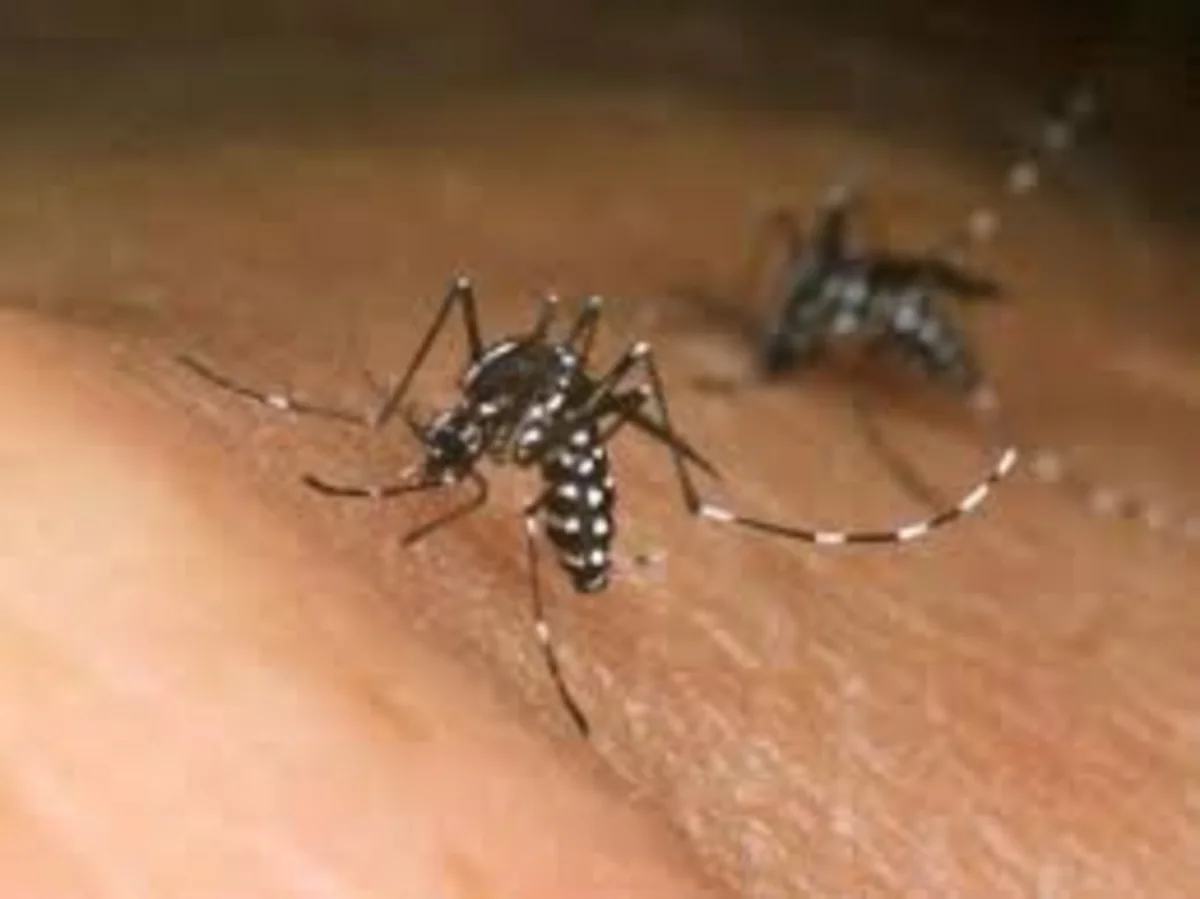 İtaliyada Zika virusuna yoluxanların sayı 9-a çatıb