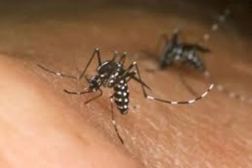 İtaliyada Zika virusuna yoluxanların sayı 9-a çatıb