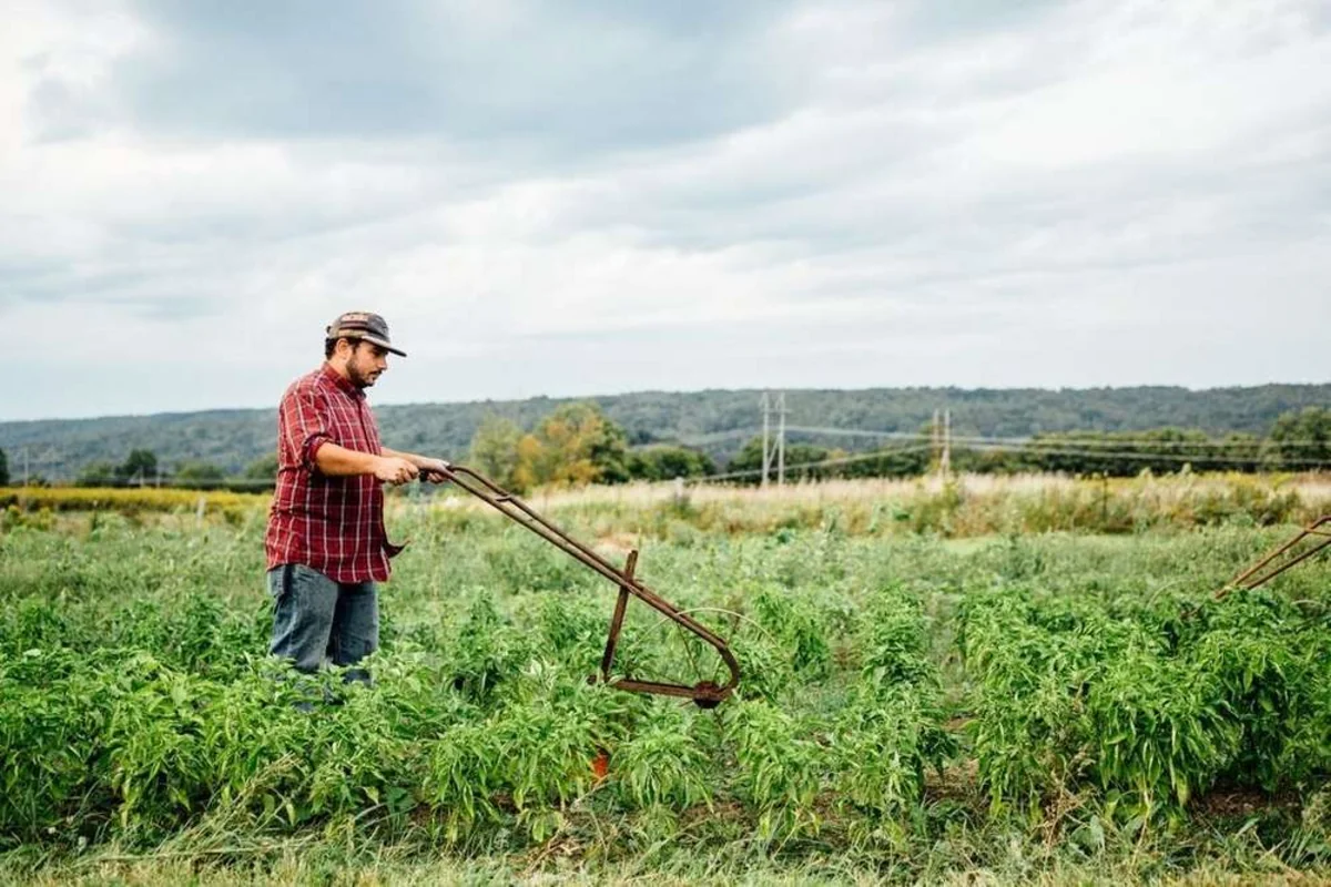 Azərbaycanlı fermerlərə 24 mln. manatdan çox subsidiya ödəniləcək