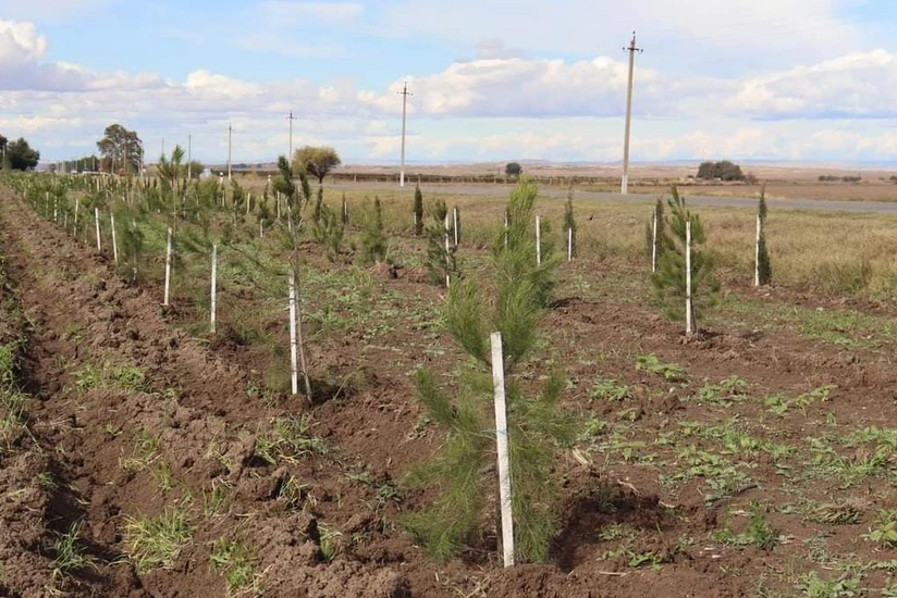 Samuxda iki günə 4 min ağac əkilib