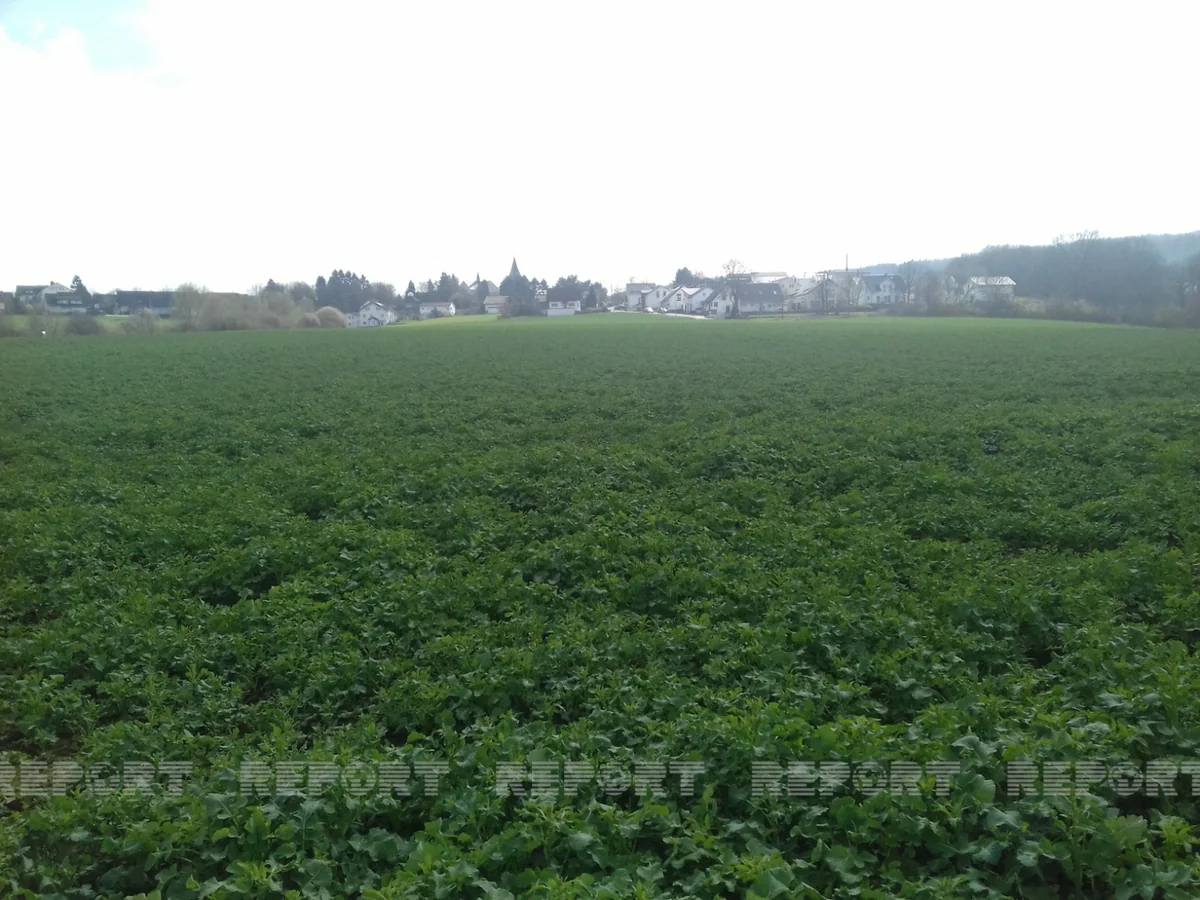 Gürcüstan azərbaycanlıları Almaniyada problemlə üzləşib