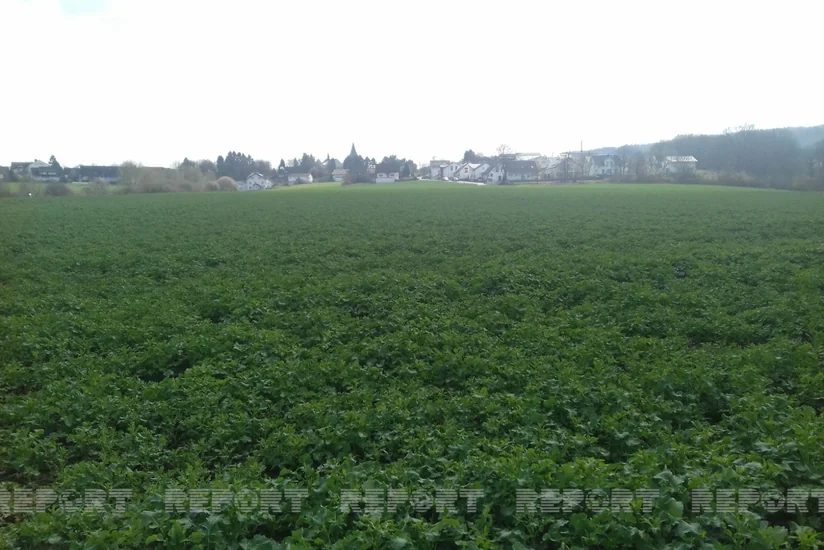 Gürcüstan azərbaycanlıları Almaniyada problemlə üzləşib