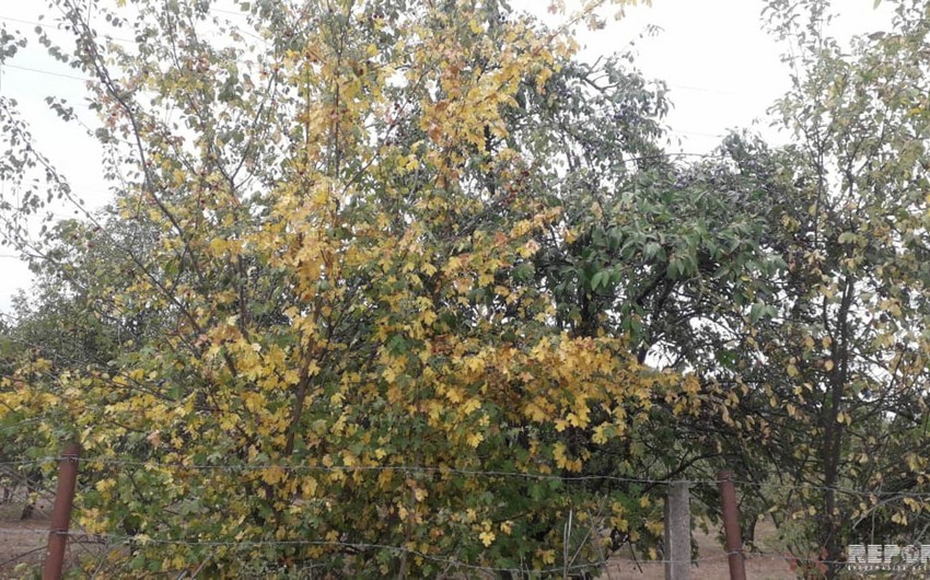 Autumn has come to Quba district ahead of time - PHOTO REPORT