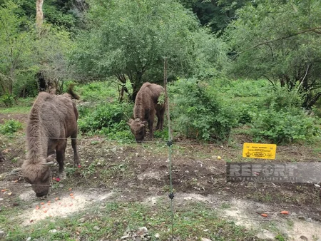 Şahdağ Milli Parkında son 2 həftədə 4 zubr balası doğulub