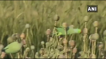 Индийские фермеры пожаловались на налёты попугаев-наркоманов - ВИДЕО