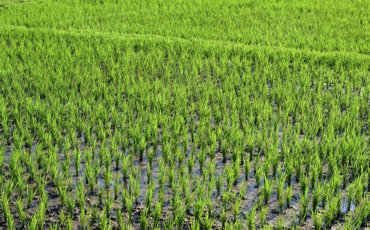 Azərbaycanda son 50 ildə ilk dəfə çəltikçilikdə sertifikatlı toxum əldə olunub