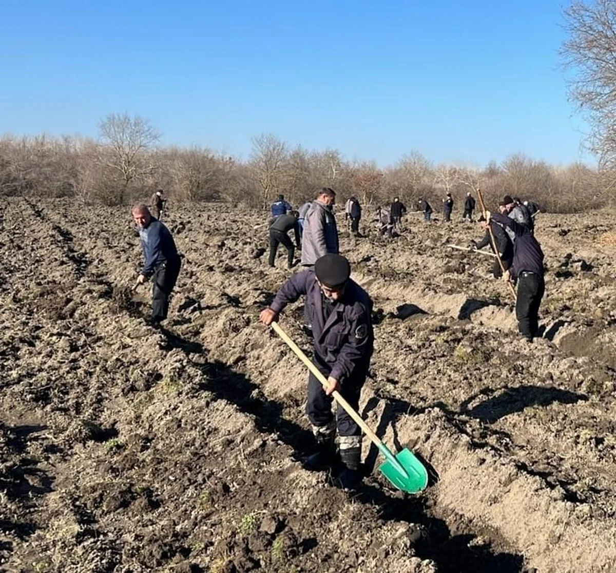 Xidmət rəsmisi: Meşəbərpa tədbirləri bayram günlərində də davam etdirilir