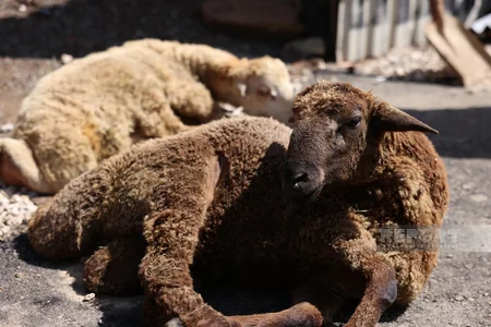 32 ildən sonra ilk dəfə Şuşaya köçürülmüş sakinlər üçün qurbanlar kəsilib