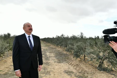 Prezident Zirədə zeytun emalı zavodunun açılışında iştirak edib - YENİLƏNİB