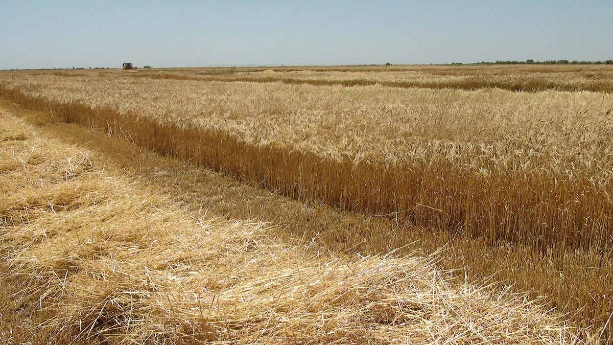 Qarabağda əkin dövriyyəsinə cəlb olunan ərazilər 10 dəfə artırılacaq
