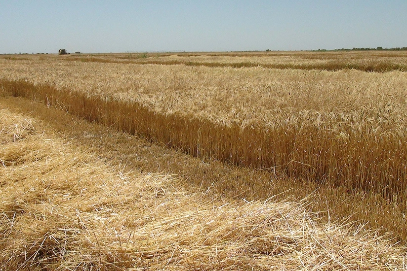 Qarabağda əkin dövriyyəsinə cəlb olunan ərazilər 10 dəfə artırılacaq