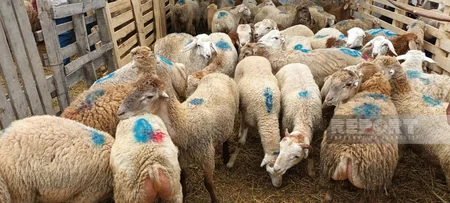 Paytaxt sakinləri qurban kəsir