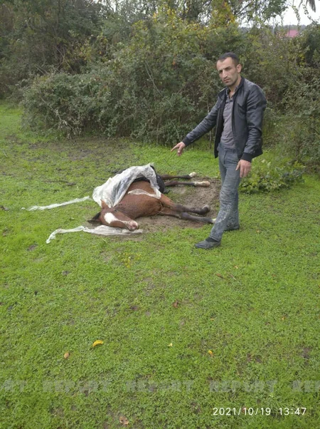 Lənkəran sakininin 2 baş atı tövlədə güllələnərək öldürülüb