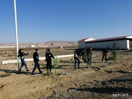 Payız ağacəkmə kampaniyası Şirvan şəhərində davam etdirilib