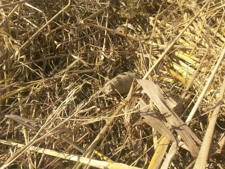 ​Ağcabədidə raket başlığı və tank mərmisi partladılıb