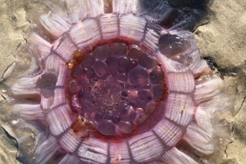 На пляже в Новой Зеландии нашли огромное пульсирующее существо