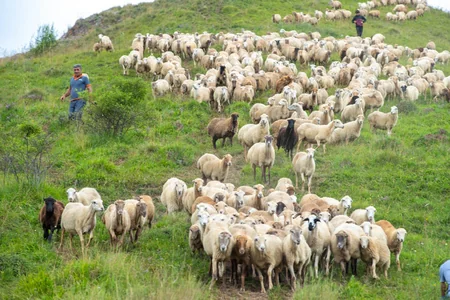 Qarabağdakı yaylaqlara 3 700 qoyunçuluq və arıçılıq təsərrüfatı köçürülüb