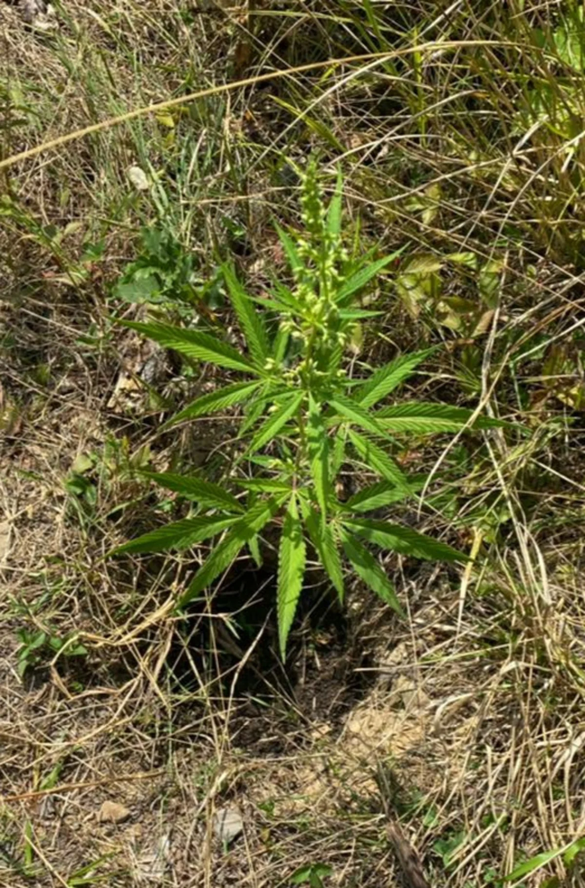 Oğuzda narkotik becərən şəxs saxlanılıb