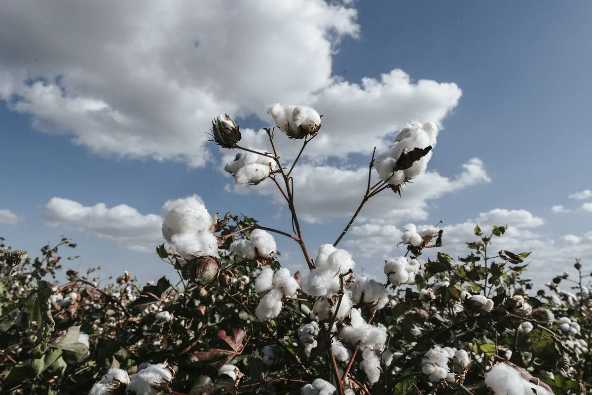Azərbaycanda pambıqçılıq üzrə orta məhsuldarlıq 33,2 sentnerə çatıb