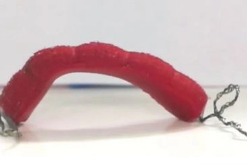 Scientists develop worm-like robots