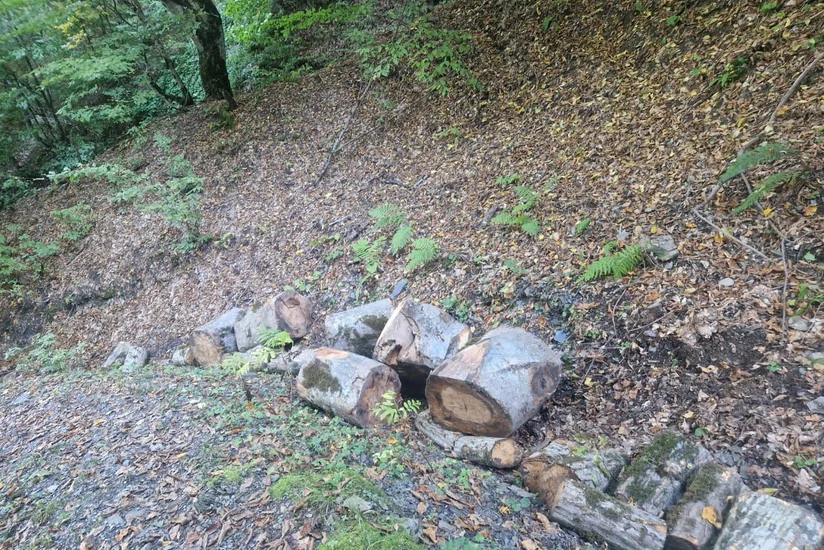 İsmayıllıda meşədə qanunsuz ağac kəsən 8 nəfər saxlanılıb