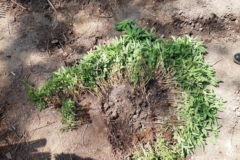 İsmayıllıda meşədə narkotik plantasiyası salan şəxslər saxlanılıb