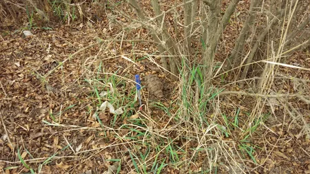 Ağcabədidə əl qumbarası aşkarlanıb