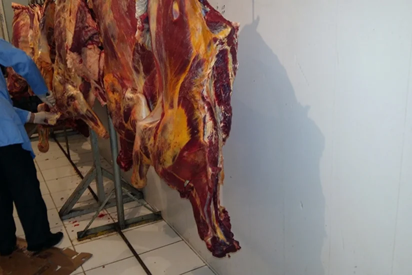 Təzə bazardakı gizli sexdə aşkarlanan yararsız ətlərin laboratoriya müayinələri açıqlanıb