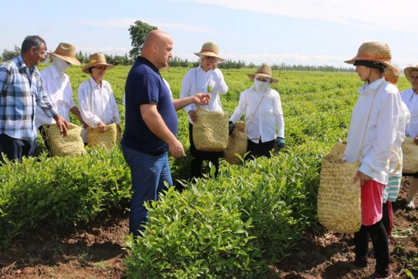 KTN: Azərbaycanda 80 mindən çox qadın fermer var