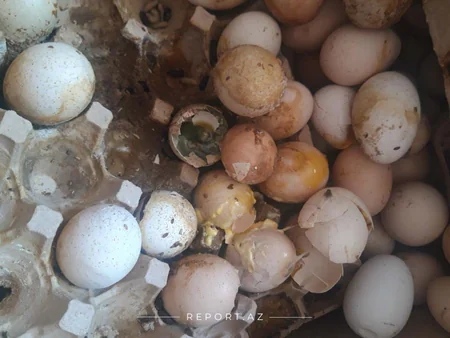 Yumurta Kamil saxlanıldı