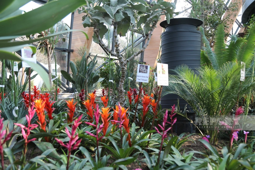 Mərkəzi Nəbatət Bağına yeni 116 növ bitki gətirilib